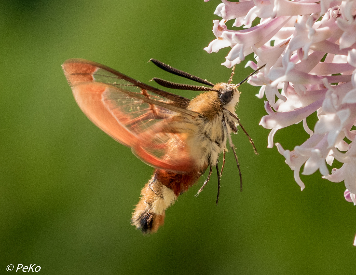 Hummelschwärmer_N56-0845