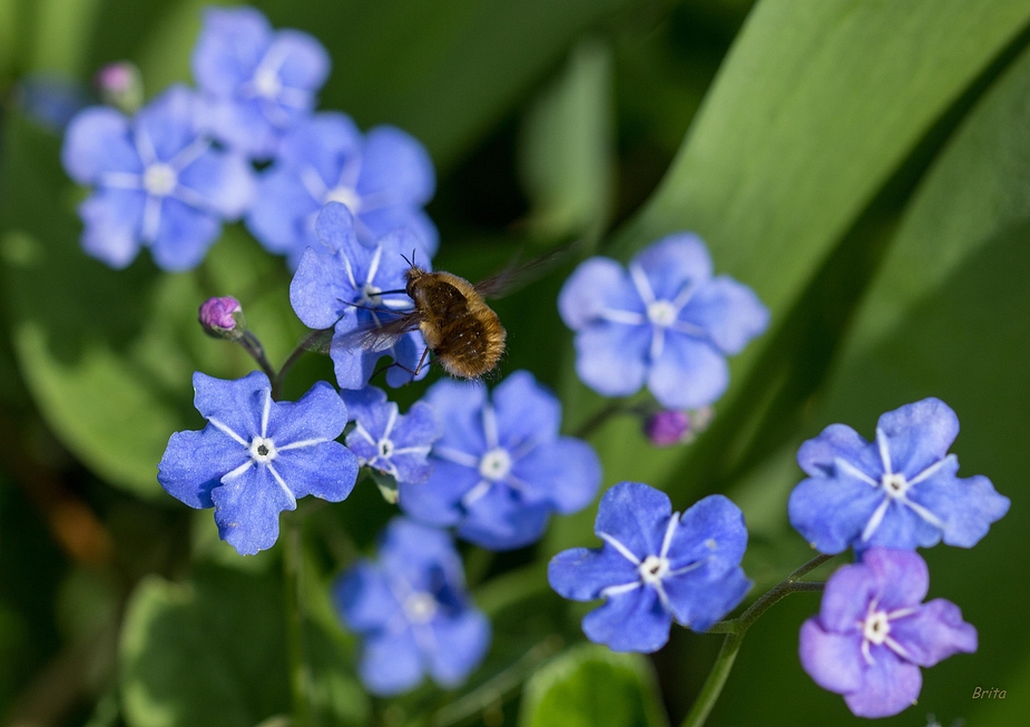 Hummelschweber - großer Wollschweber - Bombylius major