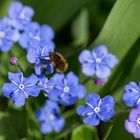 Hummelschweber - großer Wollschweber - Bombylius major