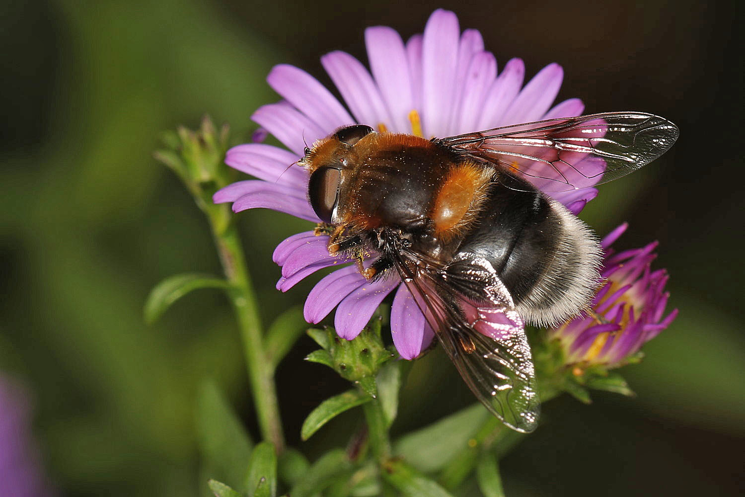 Hummelschwebfliege