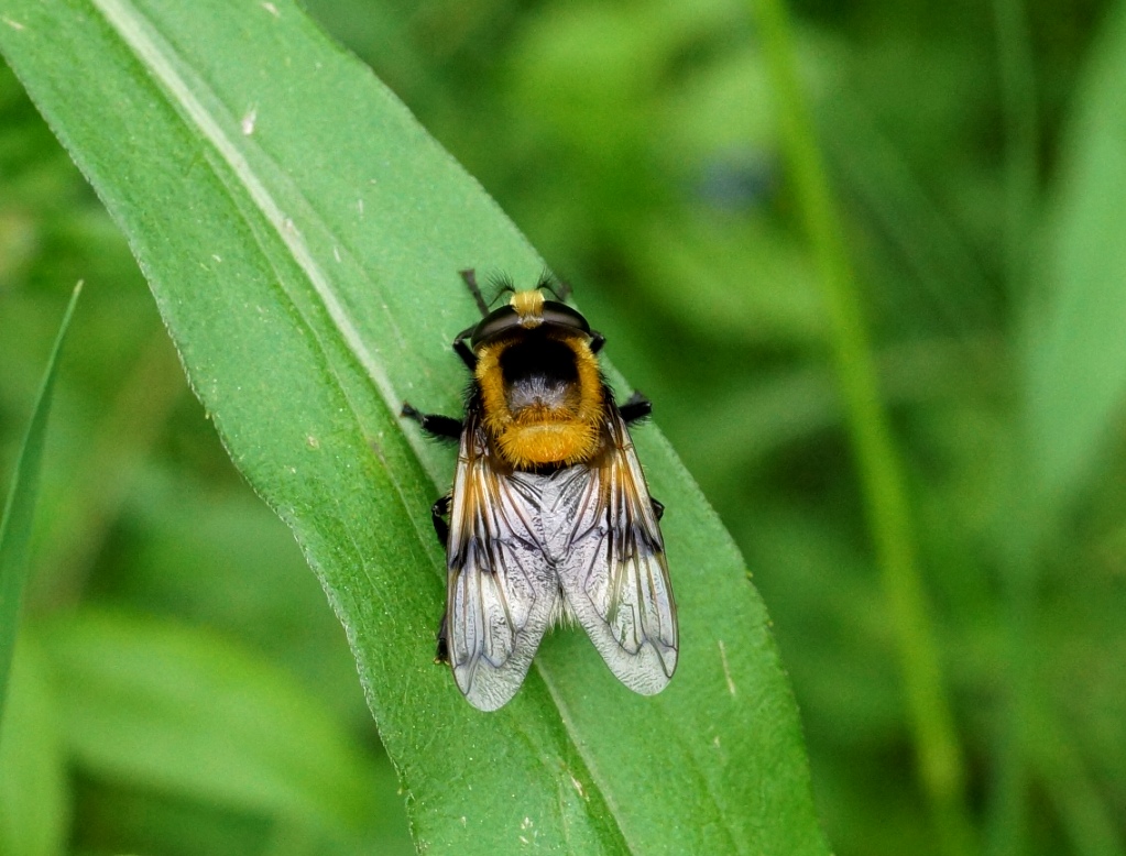 Hummelschwebfliege