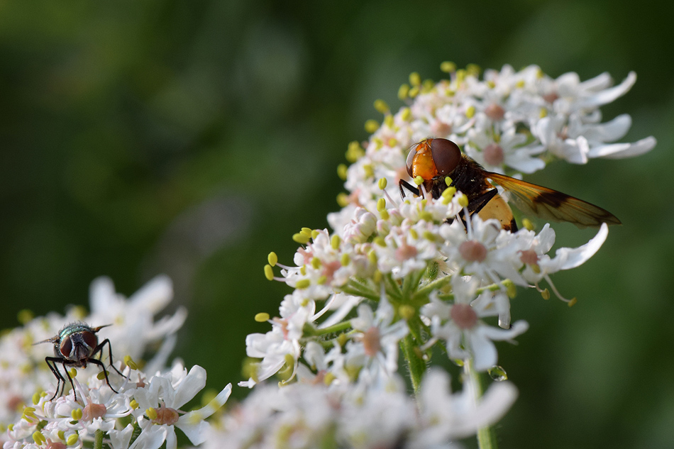 Hummelschwebfliege