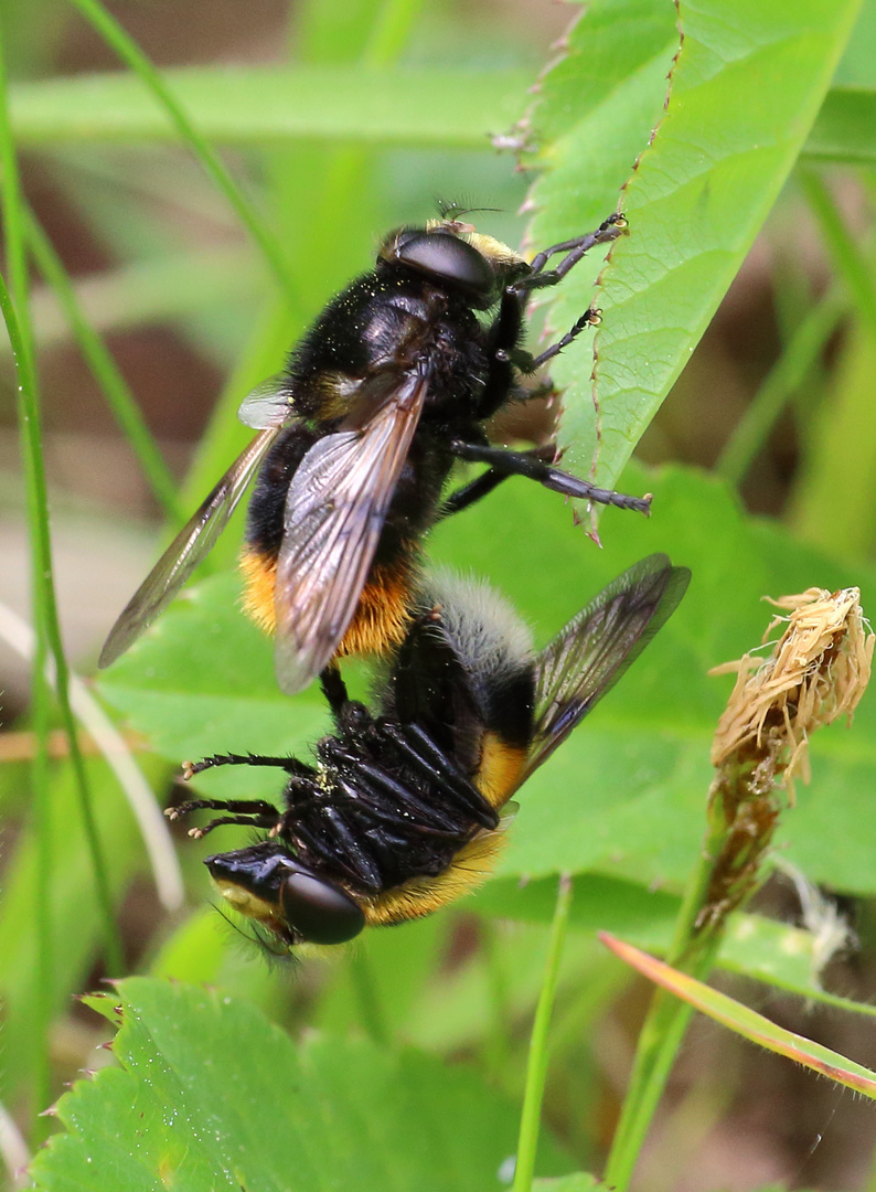 Hummelschwebfliege/ Volucella bombylans/ Paarung