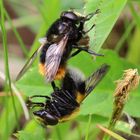 Hummelschwebfliege/ Volucella bombylans/ Paarung