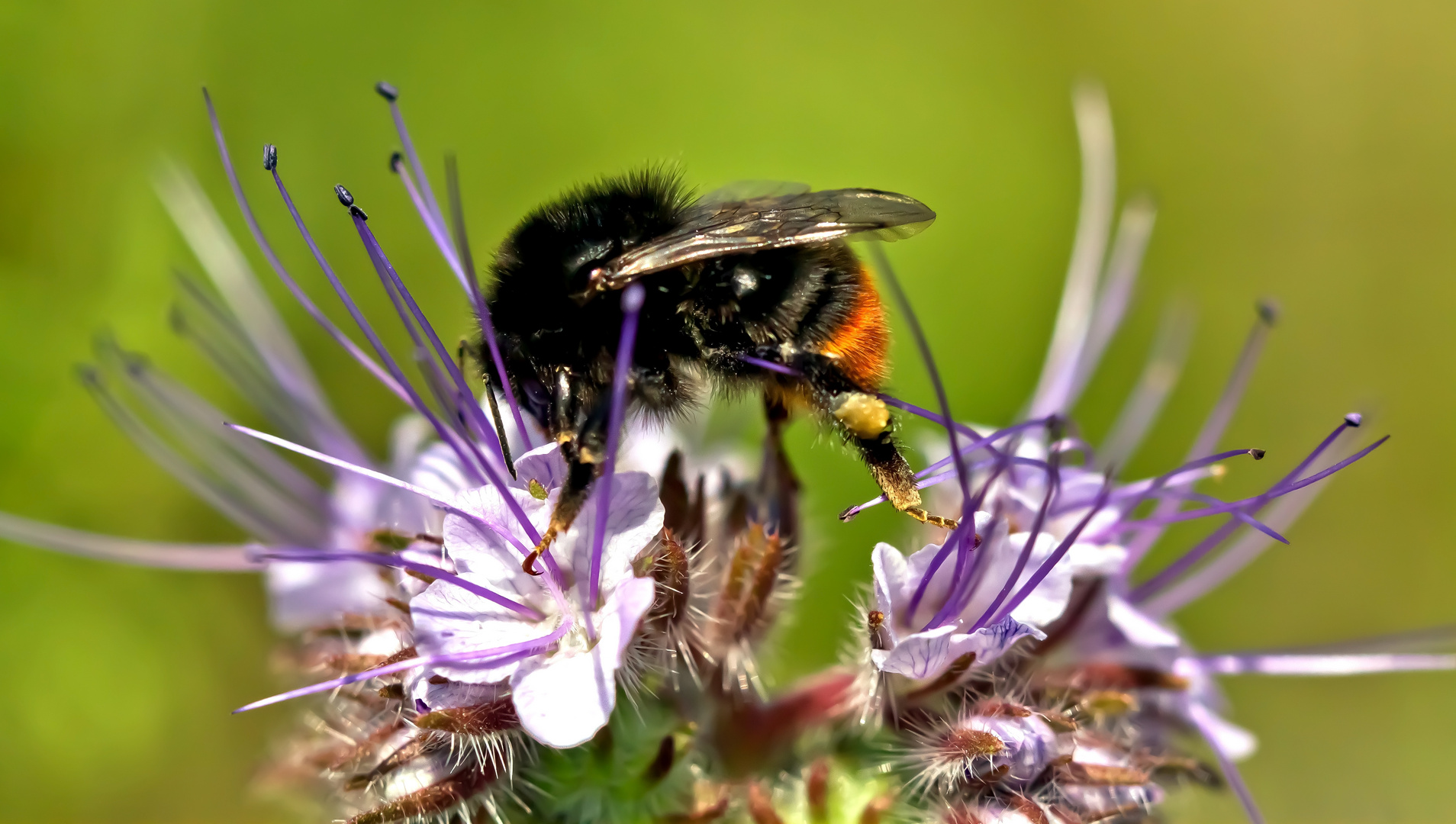 Hummelspagat :-) auf Phacelia