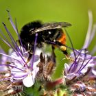 Hummelspagat :-) auf Phacelia