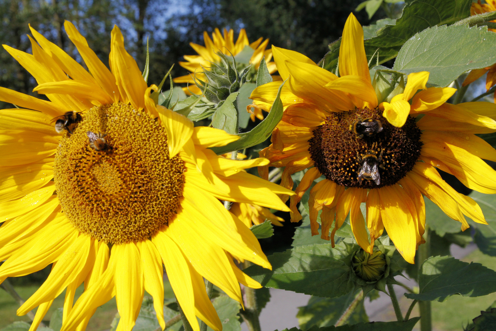 Hummeltag bei den Sonnenblumen