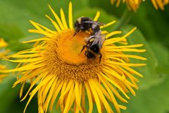 Hummelteam auf Sonnengoldblüte