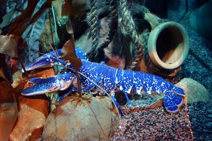 Hummer in blau Sealife Center