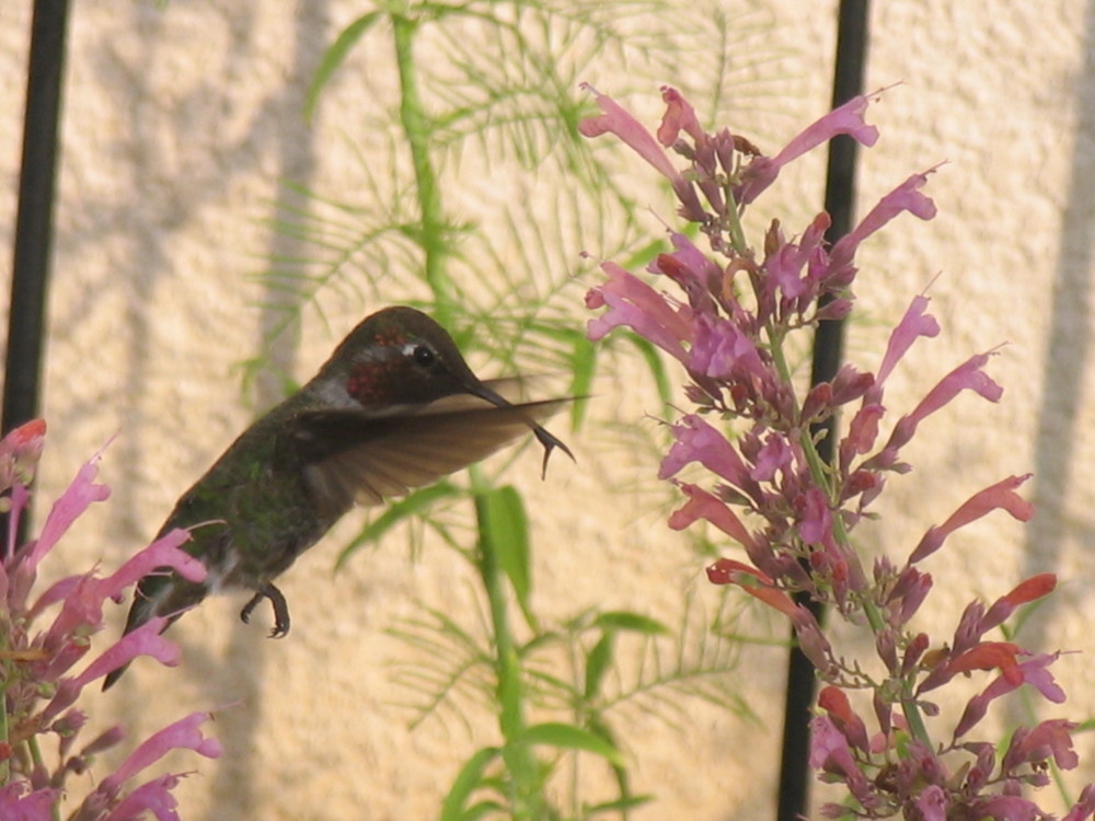 hummer in flight