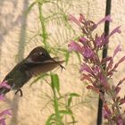 hummer in flight