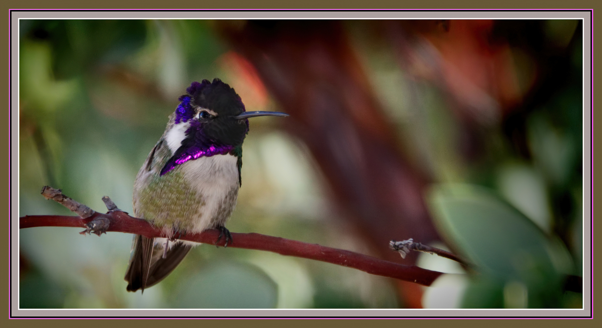 Hummer in pose