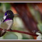 Hummer in pose