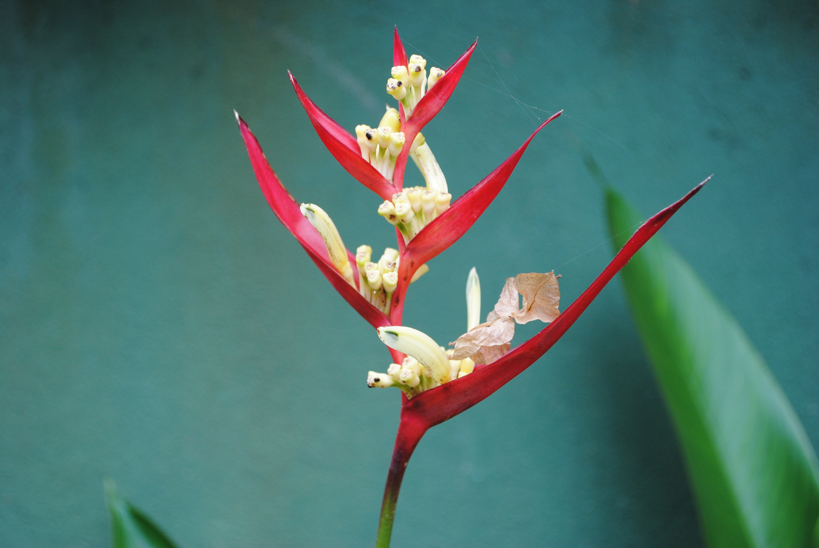 Hummerschere / Heliconia 