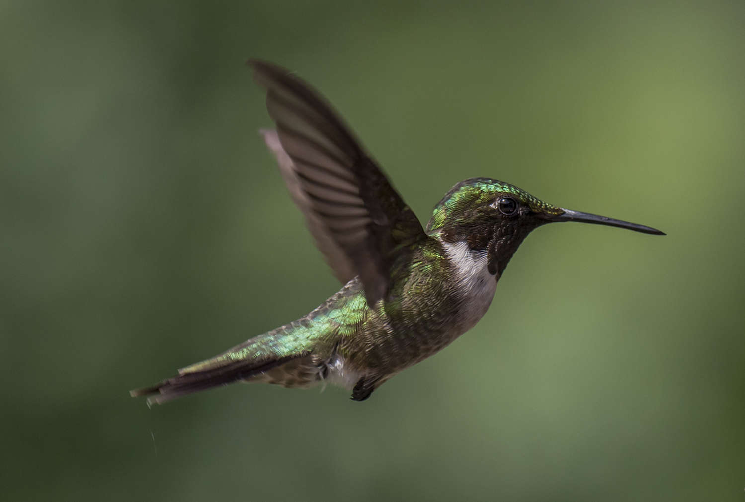 Humming Bird 