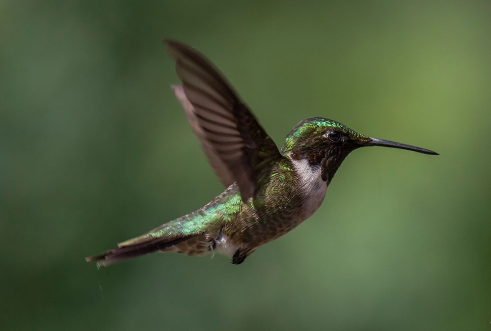 Humming Bird 