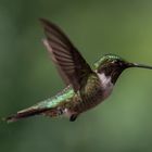 Humming Bird 