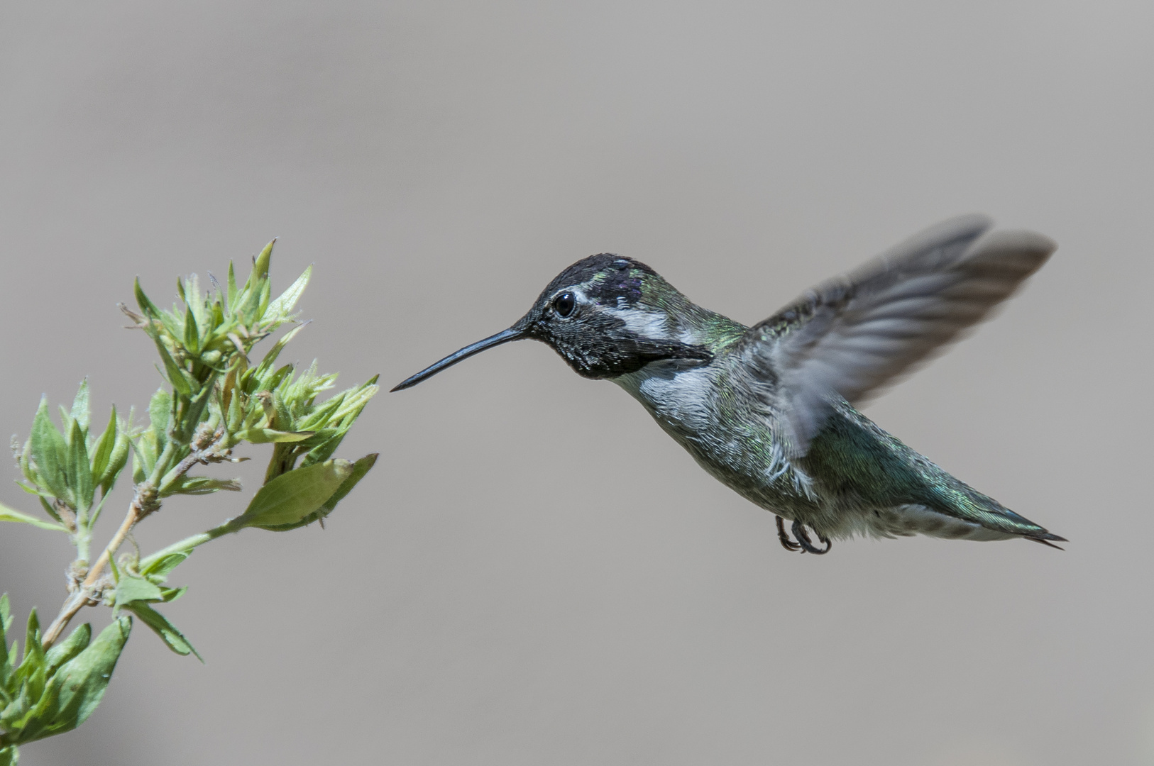 Humming Bird