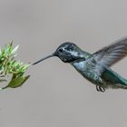 Humming Bird