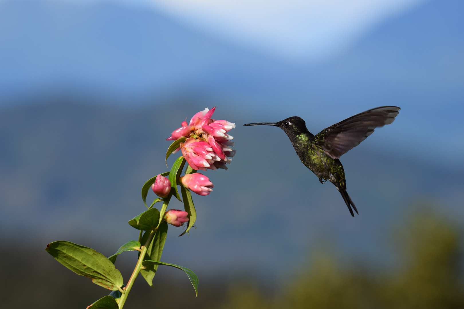 humming bird