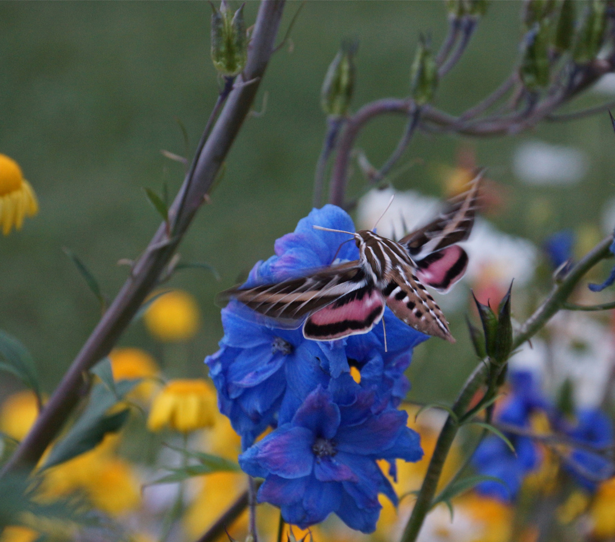 Humming Bird Clearwing / Kolibrimotte