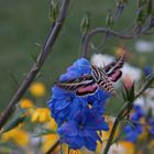 Humming Bird Clearwing / Kolibrimotte