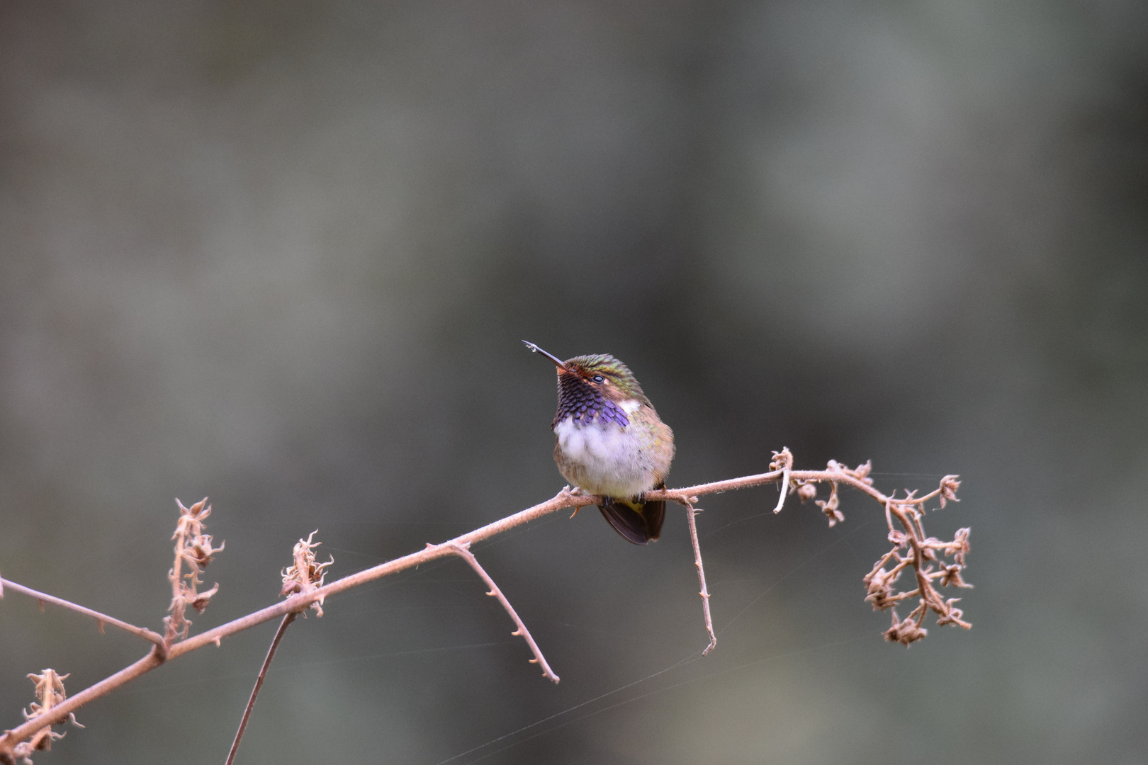 humming bird