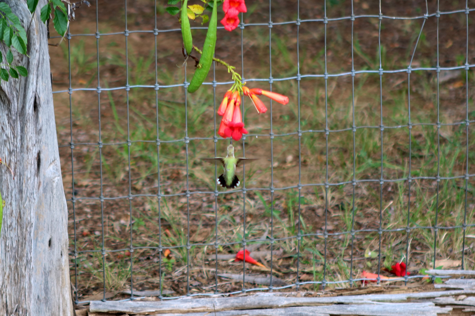 Humming-Bird