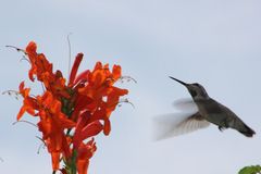 humming bird in flight