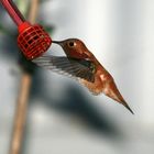 Humming bird stopped