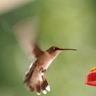 Humming Bird - USA