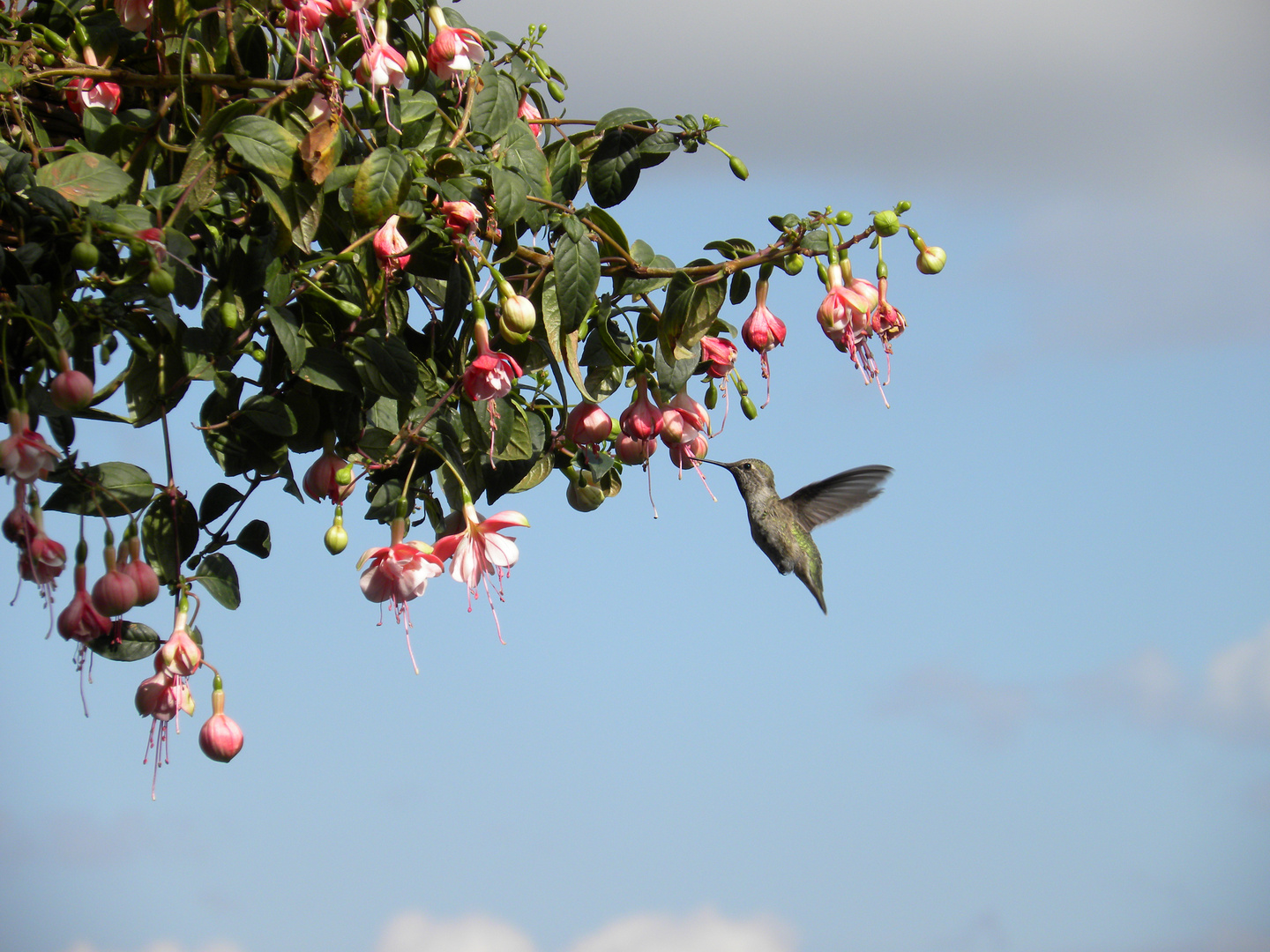 Humming Bird.Abbotsford.British Columbia.Canada.