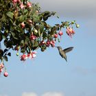 Humming Bird.Abbotsford.British Columbia.Canada.