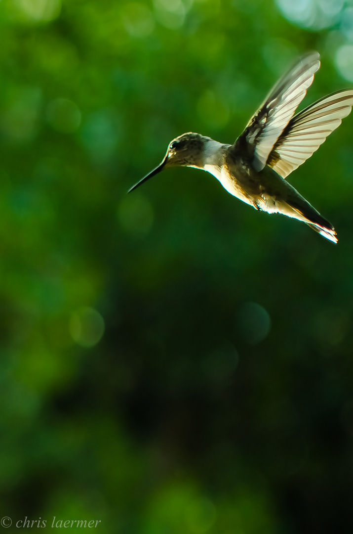 Hummingbird