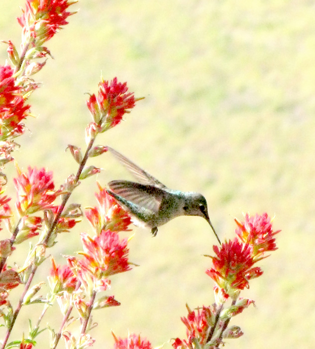 Hummingbird