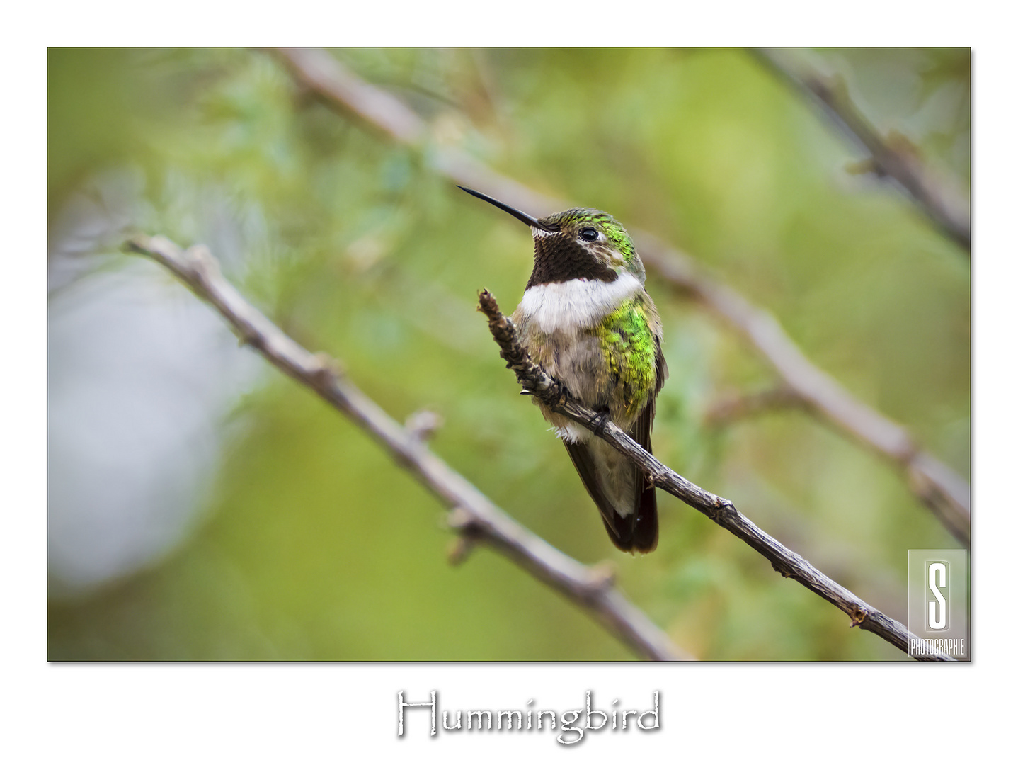 Hummingbird