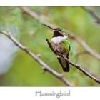 Hummingbird