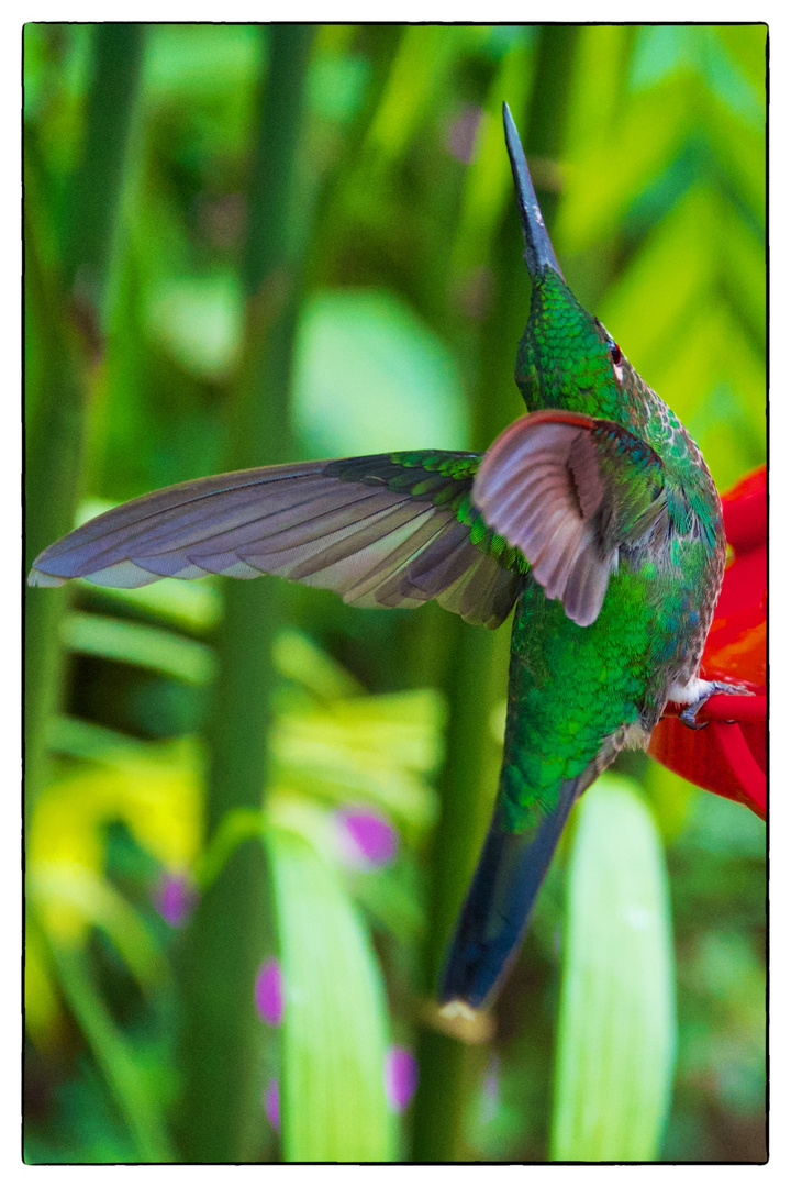 Hummingbird