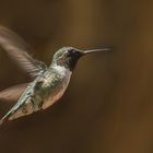 Hummingbird