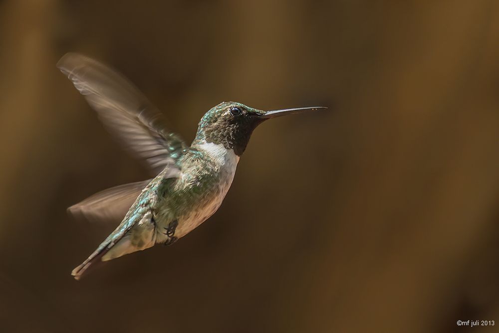 Hummingbird