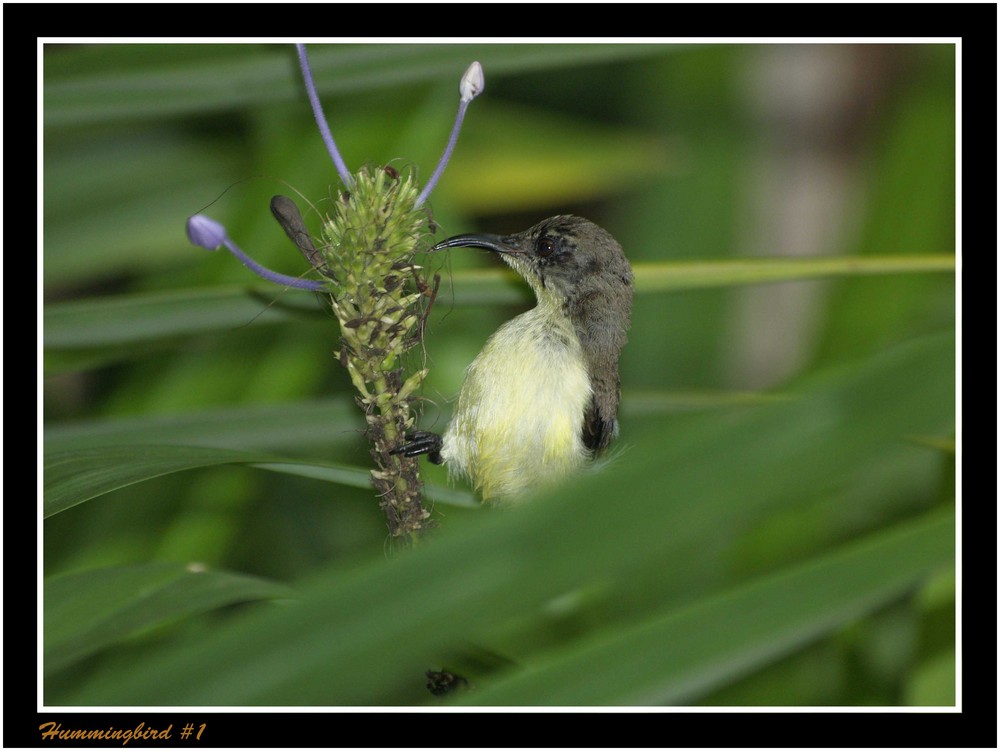 Hummingbird #1