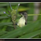 Hummingbird #1