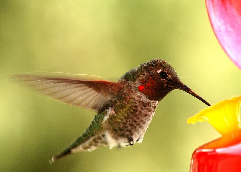 HummingBird 1