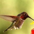 HummingBird 1