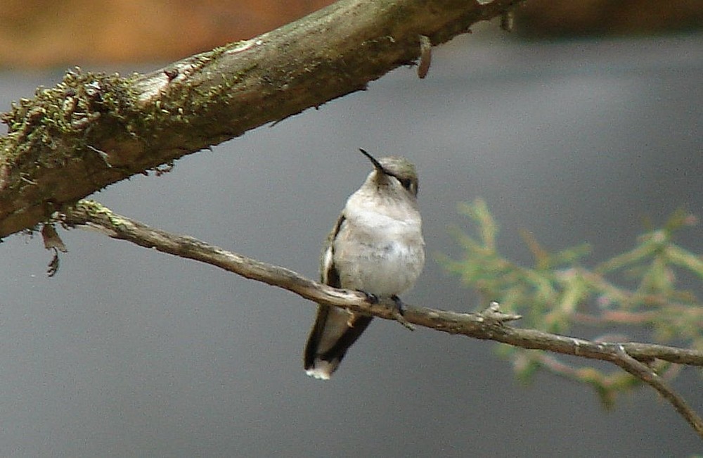 Hummingbird # 1