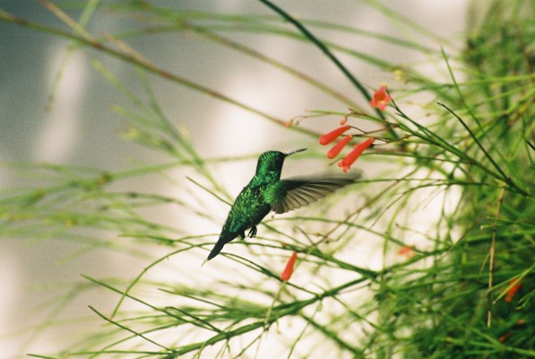 Hummingbird