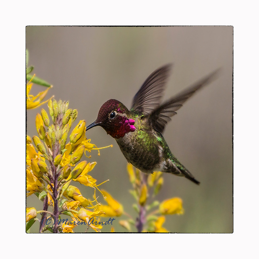 Hummingbird