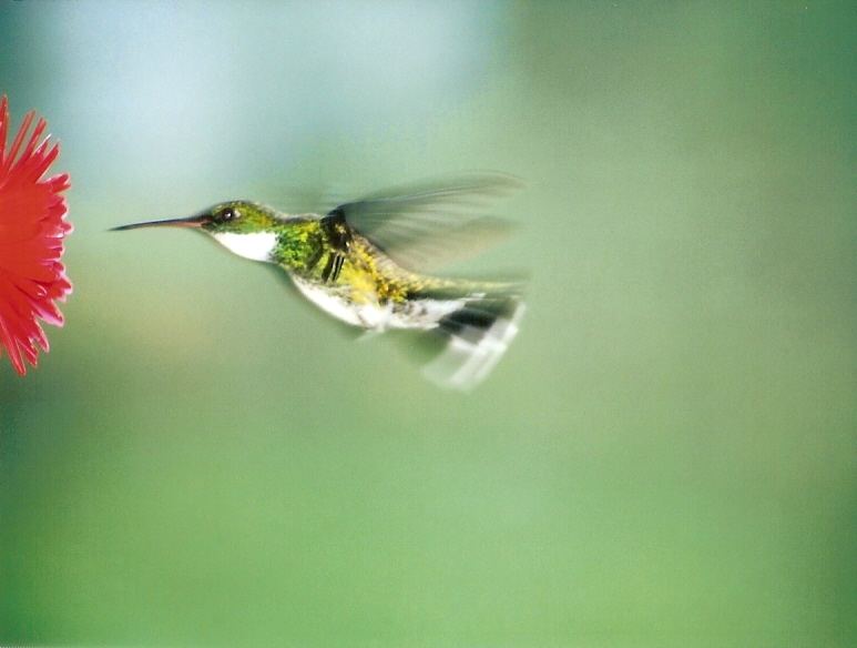 HUMMINGBIRD