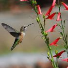 Hummingbird