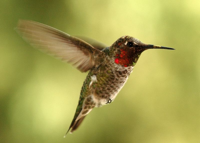 HummingBird 2